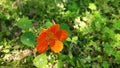 Nasturtium or Tropaeolum flowers.